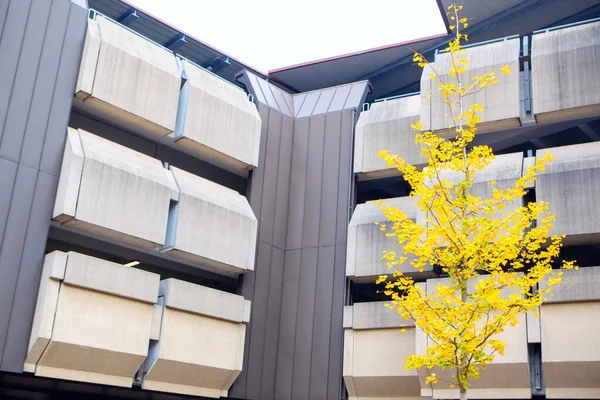 Perfektní Žlutý Strom Proti Budově — Stock fotografie
