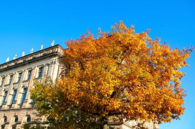 Şehirdeki Büyük Dallı Sonbahar Ağacı 