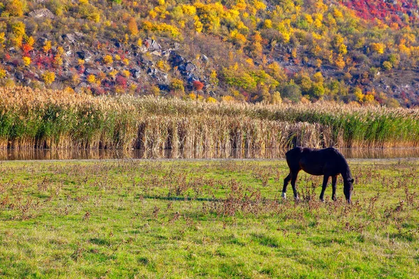 Темная Лошадь Осенью Выпас Лошадей Осенний Сезон — стоковое фото