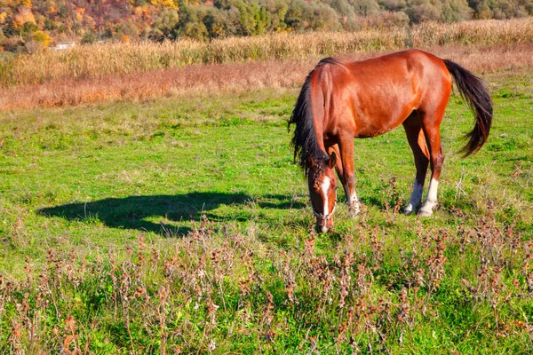 Caballo Pastando Las Afueras Del Pueblo Caballo Doméstico Prado —  Fotos de Stock