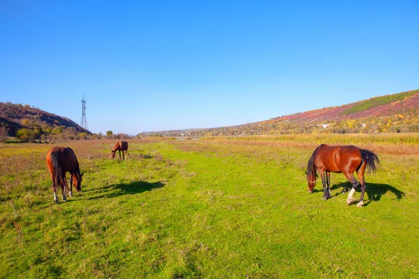 Tres Caballos Pastando Soleado Prado —  Fotos de Stock