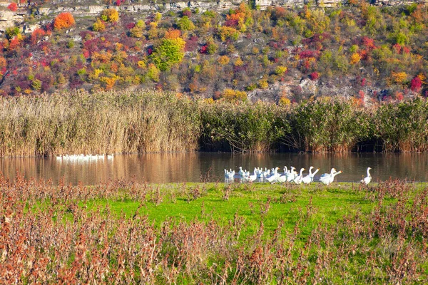秋天的鹅群 家养雀鸟的秋季美景 — 图库照片