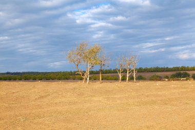 Toprakta kurumuş ağaçlar. Kuru İklim Sahnesi 