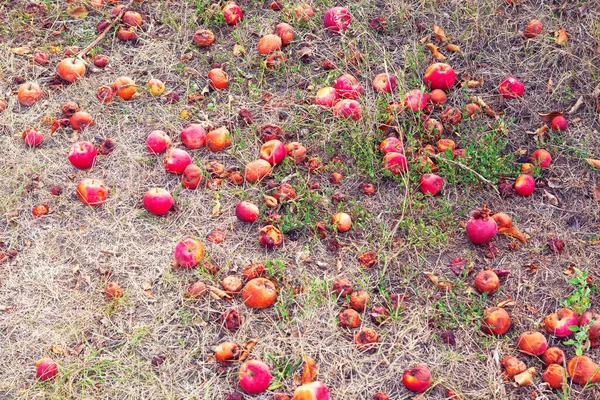 Manzanas Podridas Suelo Cosecha Fruta Estropeada — Foto de Stock