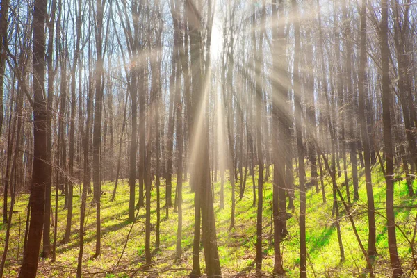 Ανέγγιχτη Ανοιξιάτικη Φύση Ακτίνες Του Ήλιου Στο Δάσος — Φωτογραφία Αρχείου