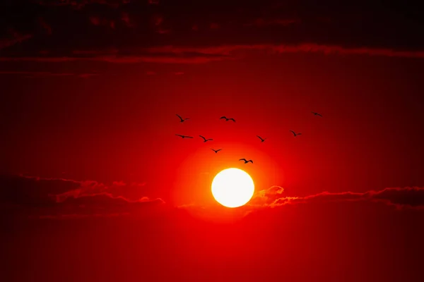 Big Sun Flock Birds Majestic African Sunset — Stock Photo, Image