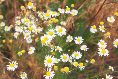 Yaz renklerinde papatyalar. Tarımsız kır çiçekleri