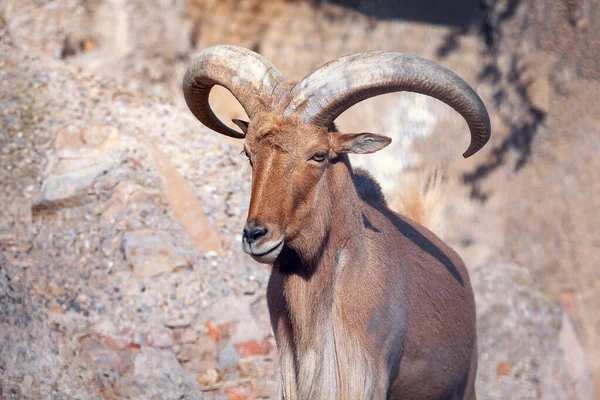 Portré Fiatal Mouflon Nagy Szarvú — Stock Fotó