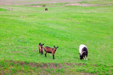 Çayırdaki evcil keçiler. İki genç ve bir yetişkin keçi.