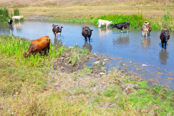 Suda duran evcil inekler. Yazın sığırlar