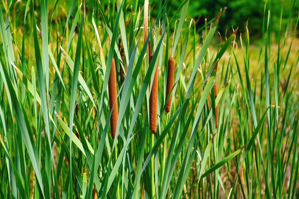 Planta Herbácea Typha Palhetas Verdes Pântano — Fotografia de Stock