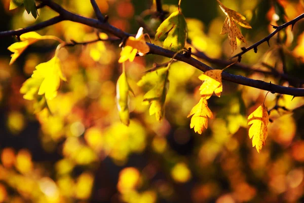 Fondo Hojas Otoñales Hojas Otoño Con Luz Solar —  Fotos de Stock