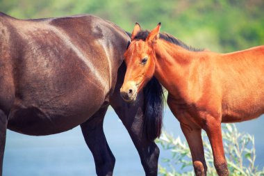 Tay anne kısrağın yanında duruyor. Annelik şefkati ve sevgi
