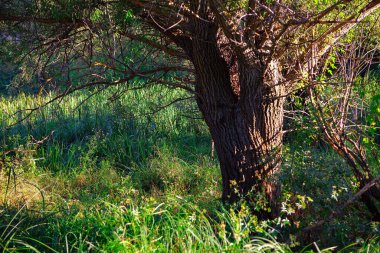 Vahşi doğada büyüyen bir ağaç. Vahşi doğa. 