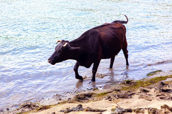 Vaca Caminha Sobre Água Animais Domésticos Beira Rio — Fotografia de Stock