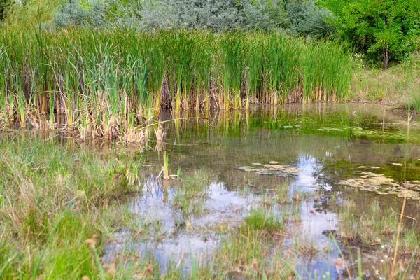Yeşil kamışlı bataklık doğası 
