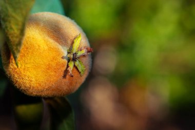 Ayva gün ışığında dalda