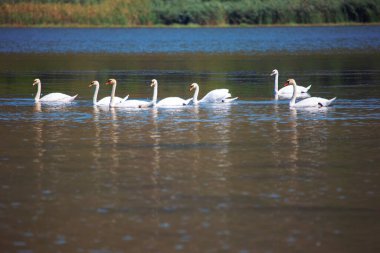 Vahşi ve beyaz kuğu sürüsü