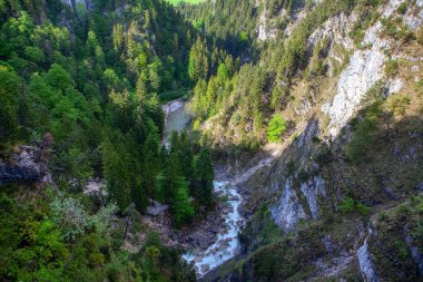 Zirveden dağ ormanı manzarası. Tepelerde kozalaklı ağaçlarla muhteşem bir doğa.