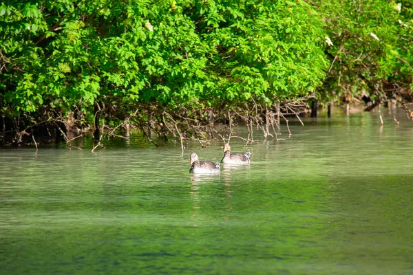 两只野鹅在河边一起游泳 — 图库照片