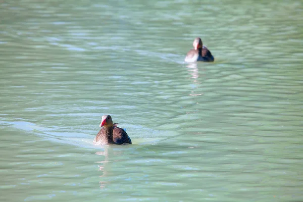 Zwei Gänse Schwimmen Auf Dem Fluss — Stockfoto