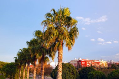 Şehrin sokaklarında büyüyen palmiye ağaçları 