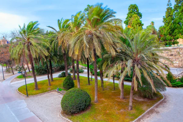 Parque Central Valencia Con Palmeras — Foto de Stock