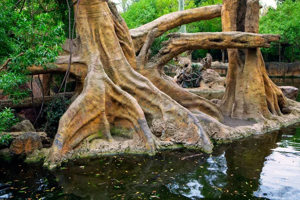 Drzewa Ogromnych Korzeniach Tropikalnym Parku Środowisko Tropikalne — Zdjęcie stockowe