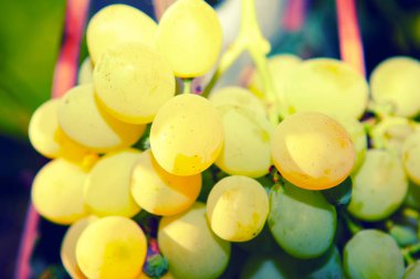 Kurumuş şaraptan tatlı şaraba şarap yapmak için üzümler. 