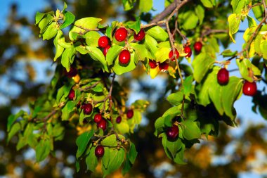 Cornelian Cherry Dogwood with tasty berries clipart