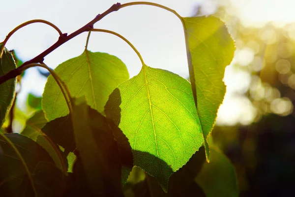 Feuilles Vertes Fraîches Soleil — Photo