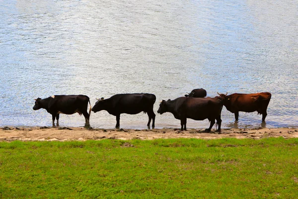 Row Black Cows River Shore — Stock Photo, Image