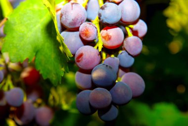 Sonbaharda büyüyen Barbera üzümü 