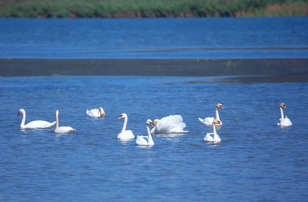 Weiße Schwäne Schwimmen Frühling Auf Dem Fluss — Stockfoto