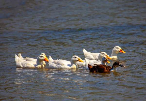 Nehir Suyundaki Ördek Sürüsü — Stok fotoğraf