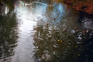 Yüzen ördeklerle dolu sonbahar parkı