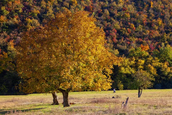 Gran Árbol Otoño Con Ramas Amarillas —  Fotos de Stock