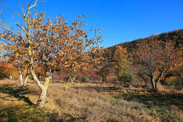 Jardín Con Nogales Otoño —  Fotos de Stock