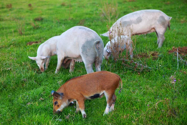 Sows Piglets Grazing Fresh Grass — Stock Photo, Image