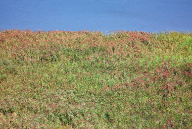 Sadge fen doğal yaz geçmişi 