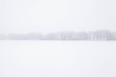Sis içindeki ağaçlar. Sisli ve karlı kış havası