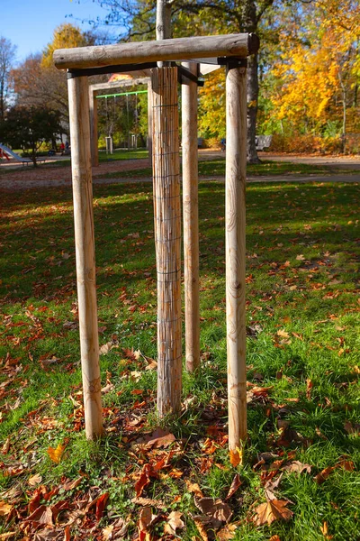 Деревянная Опора Тонкого Молодого Дерева — стоковое фото