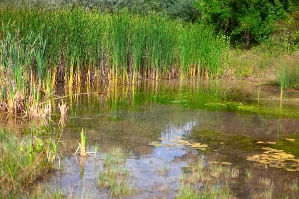 Borda Cresce Onde Terreno Mais Úmido Pântano Com Palhetas Verdes — Fotografia de Stock