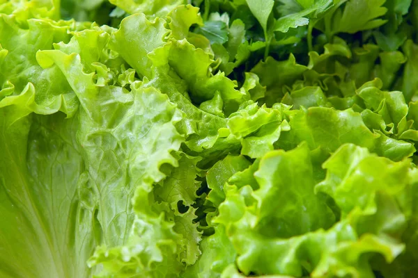 Čerstvý List Salátu Bohatý Vitamíny — Stock fotografie
