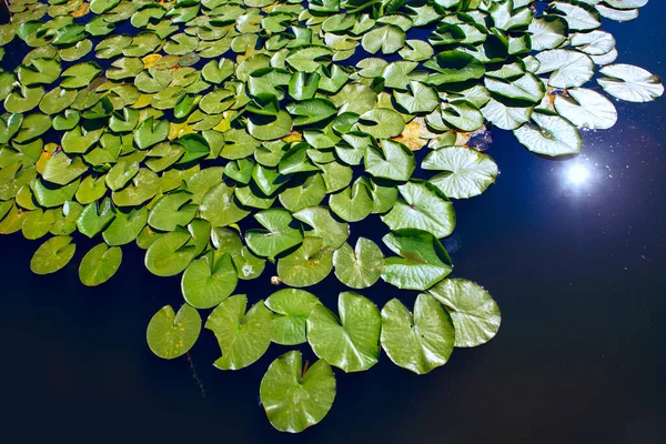 Nymphaeaceae Blommande Växter Vattenytan Vatten Lilja Med Gröna Blad — Stockfoto