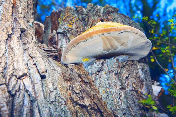 樹皮に成長する真菌 — ストック写真
