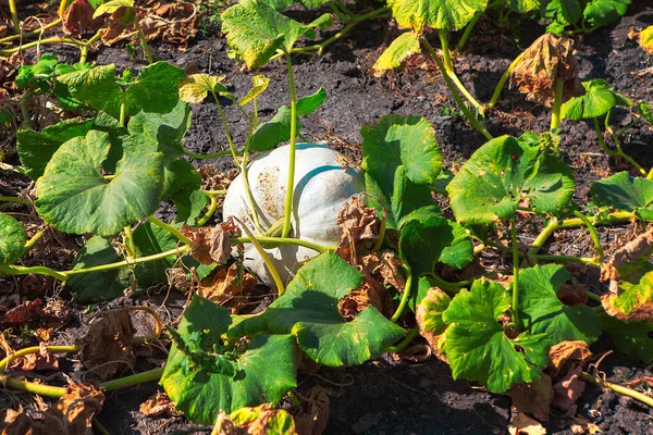カボチャの成長と野菜の庭 — ストック写真