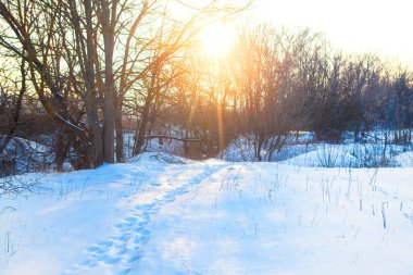 Karlı ormanda gün batımı 