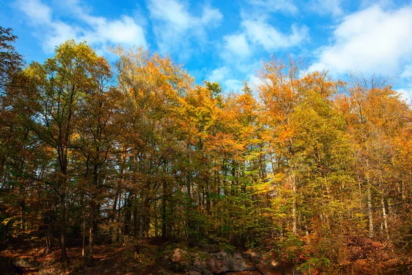 Naturaleza Del Bosque Otoñal Con Árboles Coloridos —  Fotos de Stock