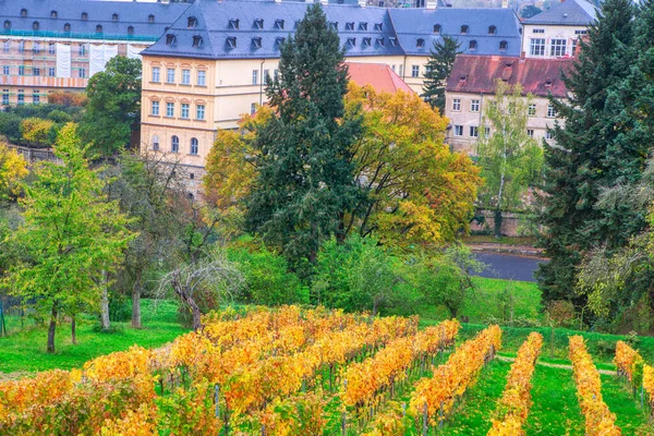 Plantaciones Viñedos Otoño Con Vistas Dominantes Ciudad Bamberg Alemania — Foto de Stock